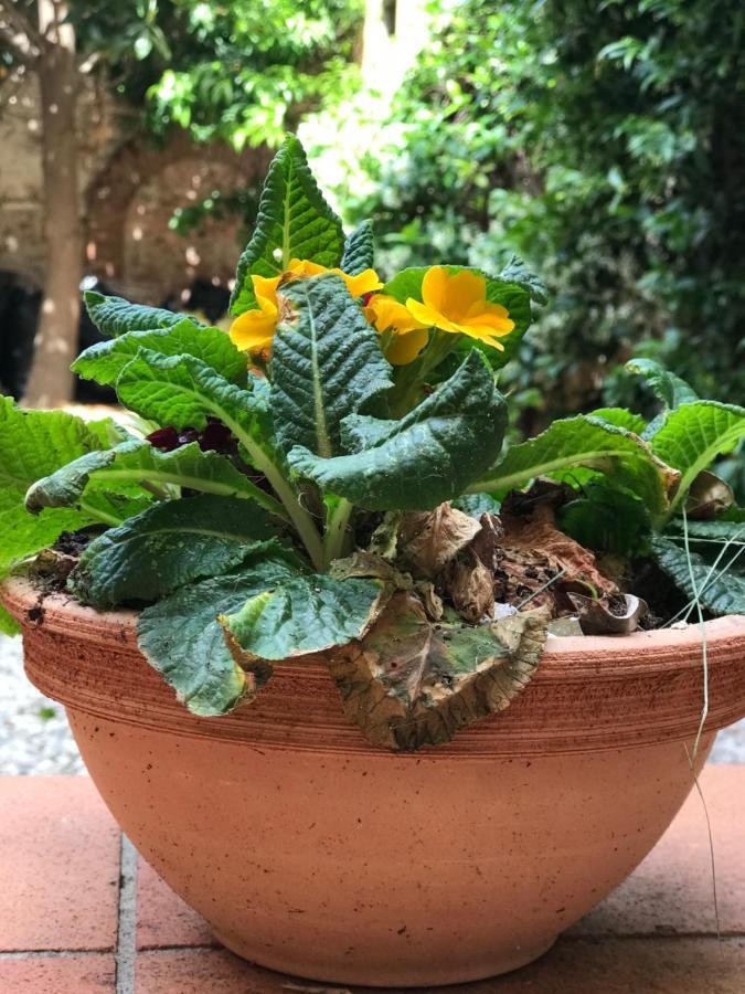 Hostly - Garden House Near The Tower - Historical House With Private Garden Appartement Pisa Buitenkant foto